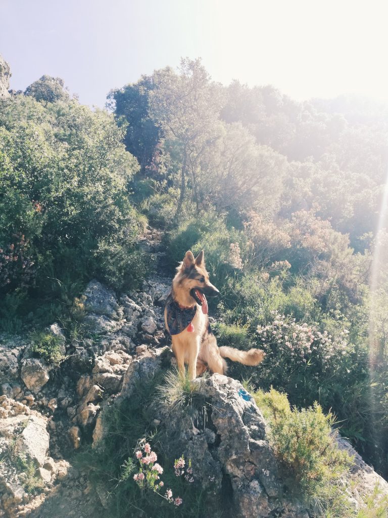 Woofer on a hiking trip